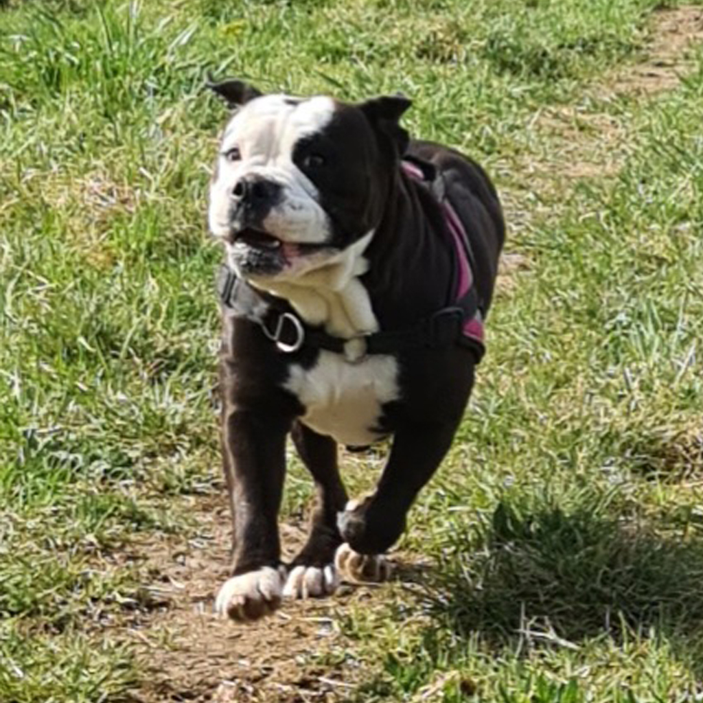 Education canine balades promenades chien