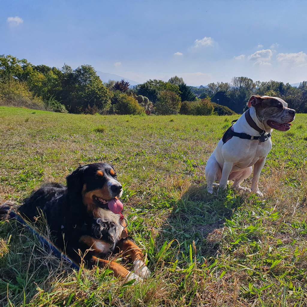 Education canine balades promenades chien