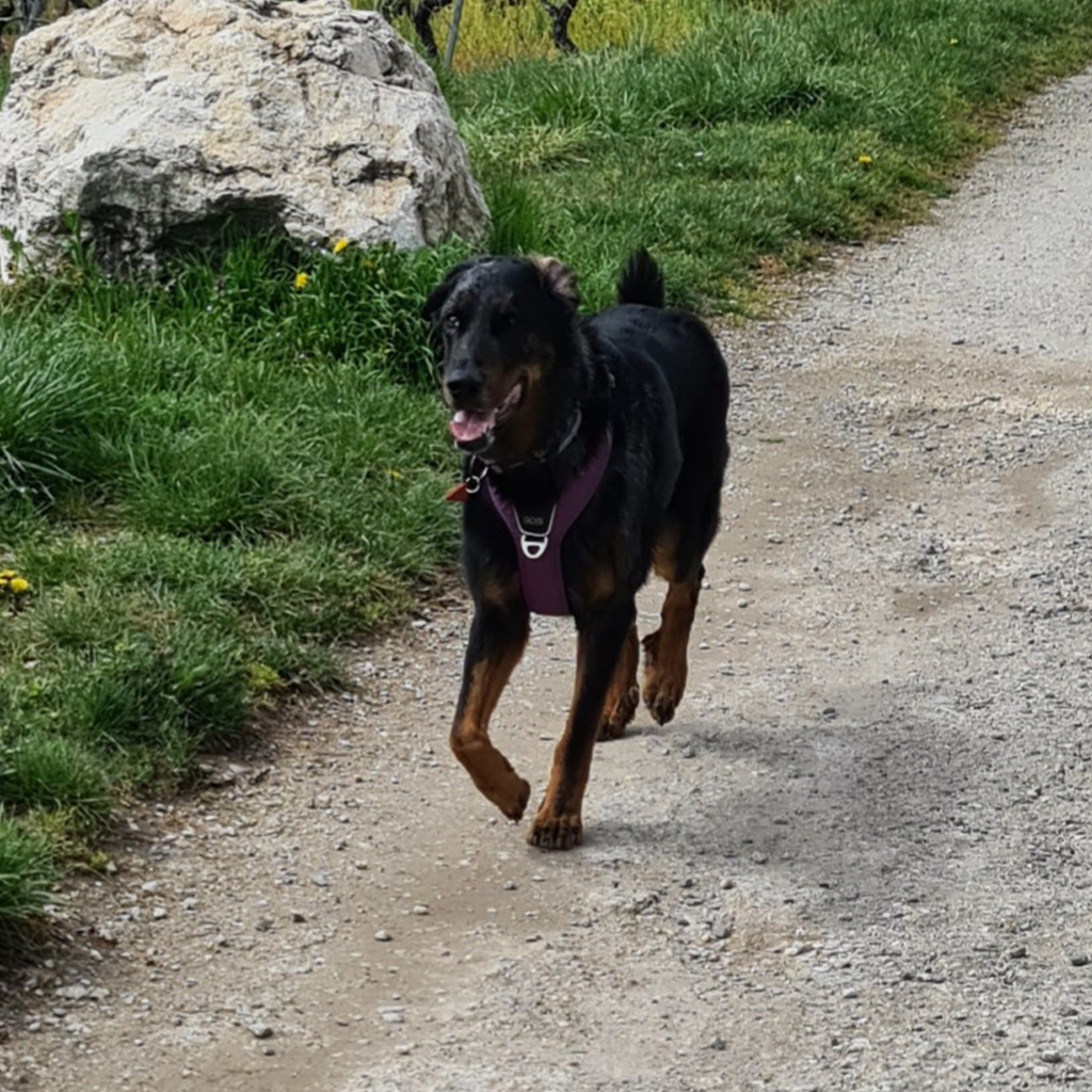 Education canine balades promenades chien