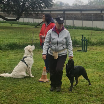 Cours collectifs chiens adultes