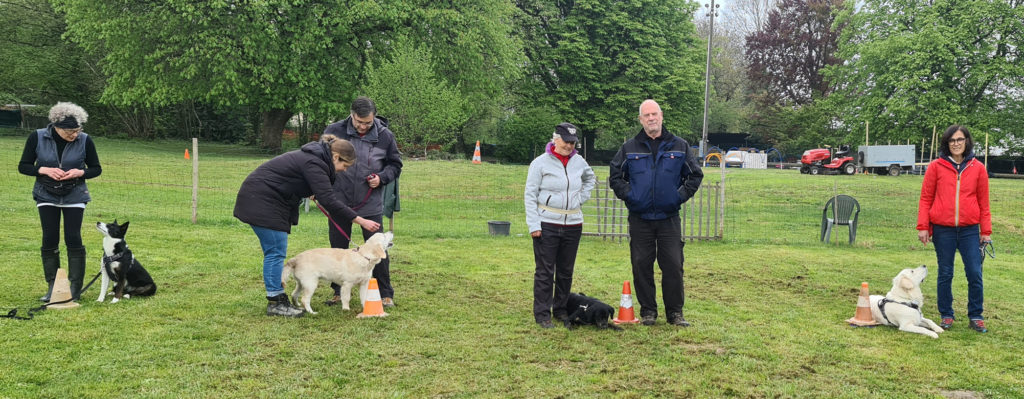 Cours collectifs chiens adultes