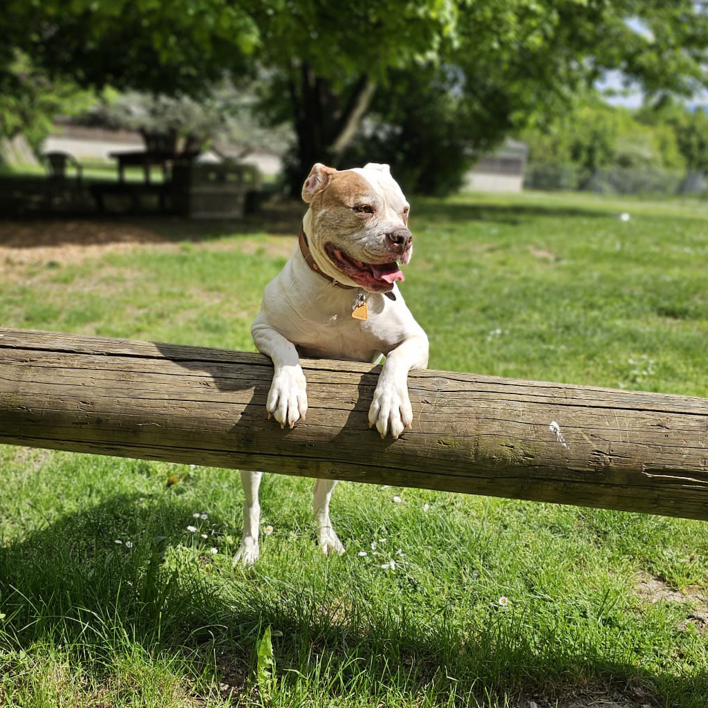 Education canine - Bellidog - Dog Dance