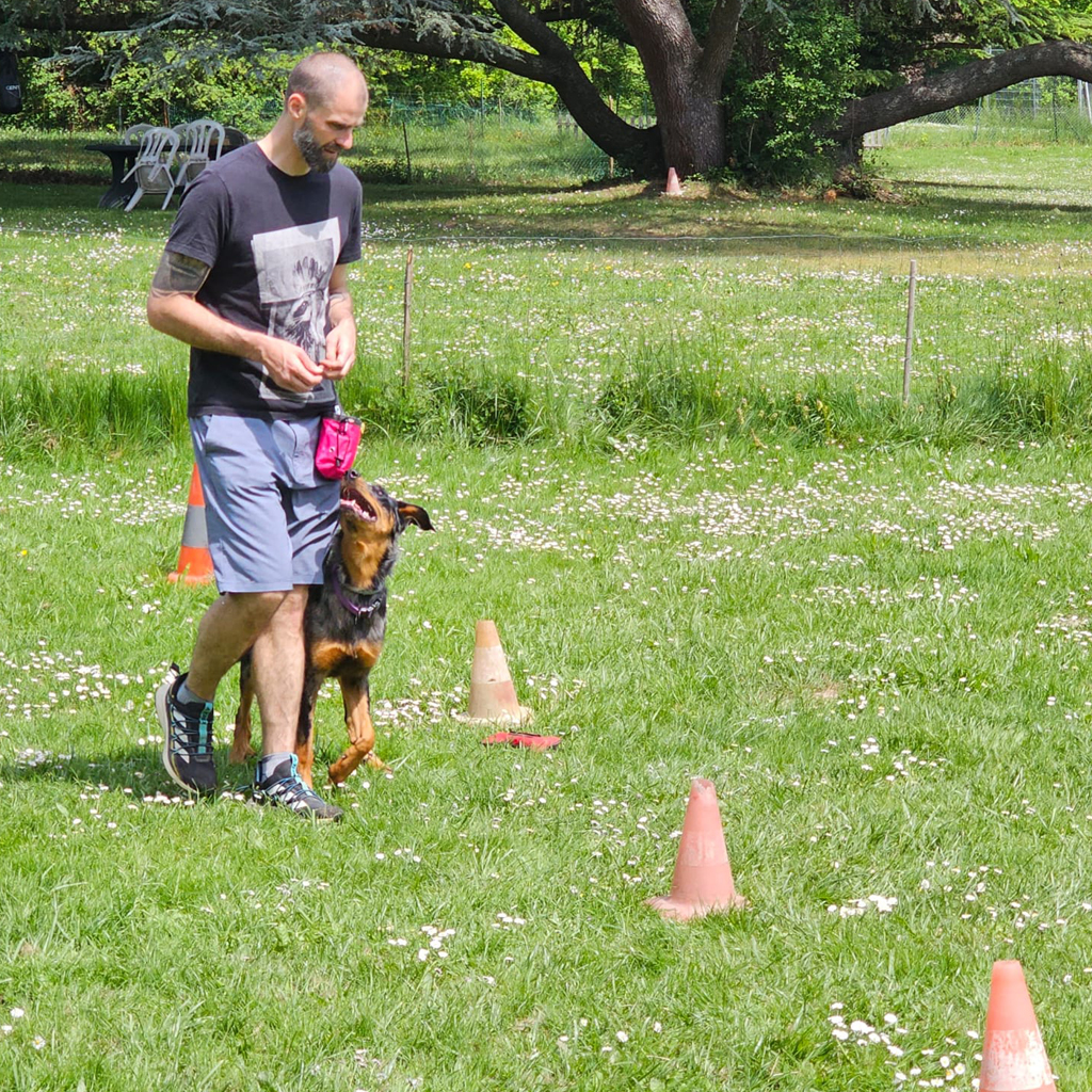 Education canine - Bellidog - TMC