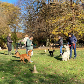 Education canine - Cours collectifs