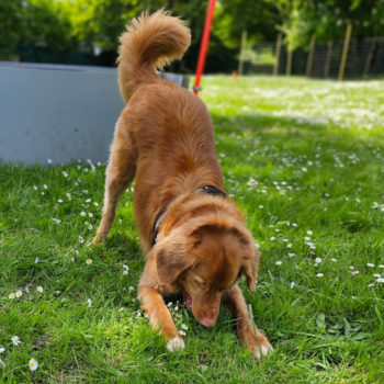 Education canine - Bellidog - Cours dog dance