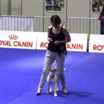 Education canine - Bellidog - Cours dog dance