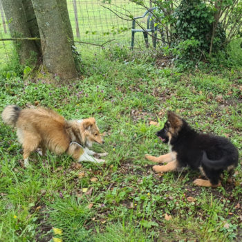 Cours_chiots4